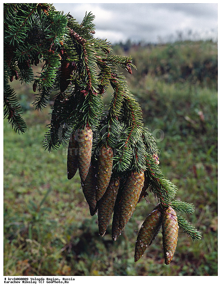 ����������� �������, �����������