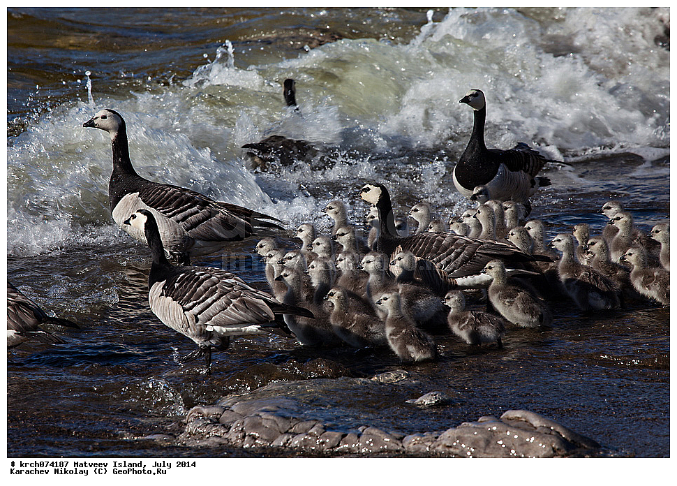 ������ �������, ����, �������, ����, ��������, ��������, ��������, �����������, �����������������, ������������� �����, ������������� �����, XYZ, ������, Anatidae, ��������� �������, ��������� �������, Branta leucopsis