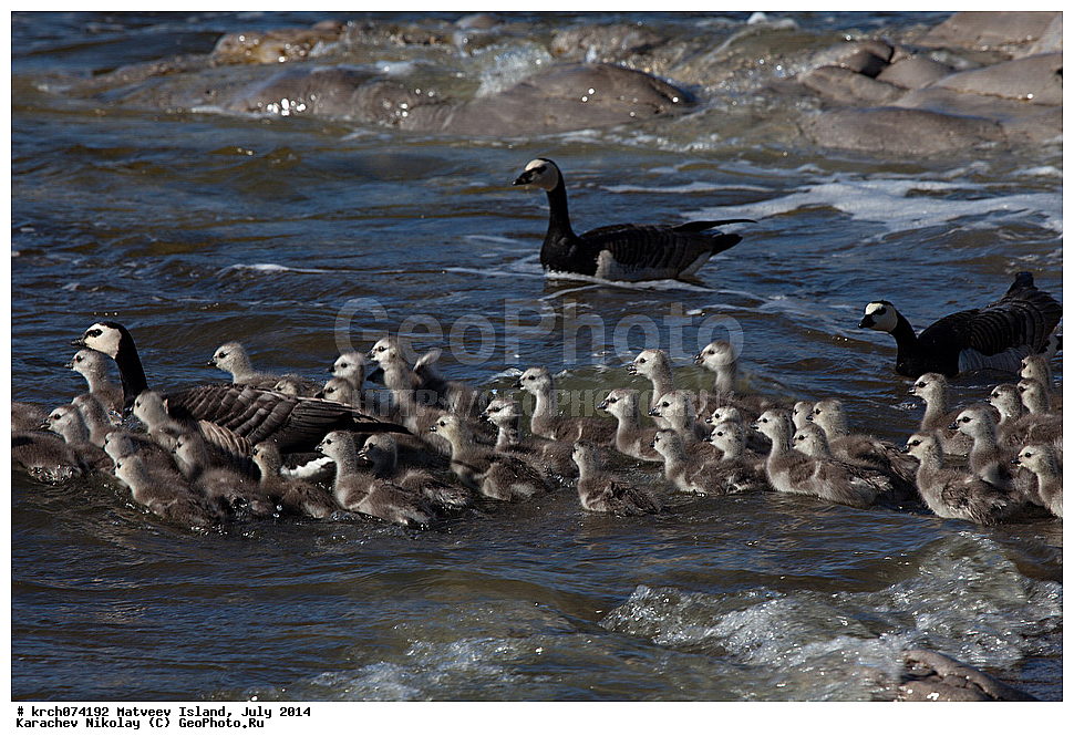 ������ �������, ����, �������, ����, ��������, ��������, ��������, �����������, �����������������, ������������� �����, ������������� �����, XYZ, ������, Anatidae, ��������� �������, ��������� �������, Branta leucopsis