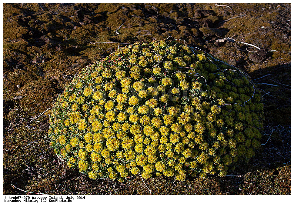 ������ �������, ����, �������, ����, ������ ��������, �����, ���������� ��������, ������������ ��������, ������������ ��������, ������, �����, XYZ, ������������,Crassulaceae, ������� �������, ������� �����������, ������� ��������, ������� ������, ������� ������, Rhodiola rosea, ������ ��������, �����, ���������� ��������, ������������ ��������, ������������ ��������, ������, �����, XYZ, ������������,Crassulaceae, ������� �������, ������� �����������, ������� ��������, ������� ������, ������� ������, Rhodiola rosea