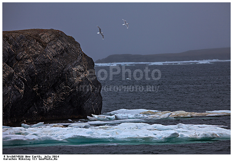 ����� �����, ����, �������, ����, ��������, ��������, ��������, �����������, ������� �����, ������� �����, XYZ, ��������, Laridae, ����������, Larus hyperboreus, ��������, ��������, ��������, �����������, ������� �����, ������� �����, XYZ, ��������, Laridae, ����������, Larus hyperboreus