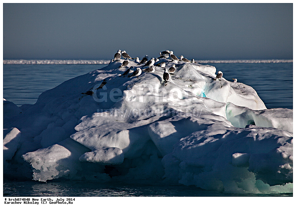 ����� �����, ����, �������, ����, ��������, ��������, ��������, �����������, ������� �����, ������� �����, XYZ, ��������, Laridae, ������, Rissa tridactyla