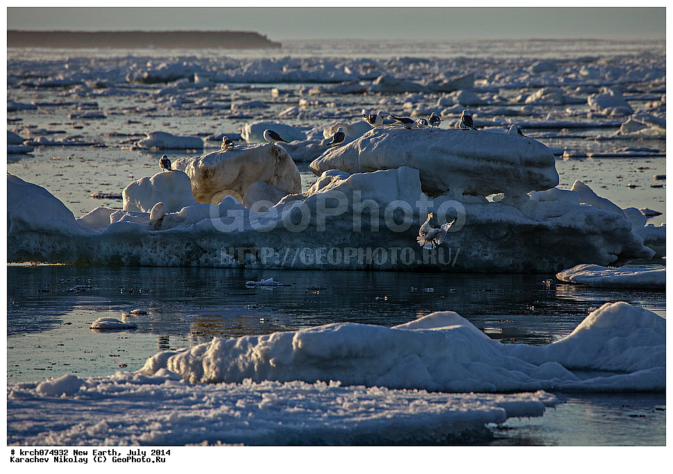 ����� �����, ����, �������, ����, ��������, ��������, ��������, �����������, ������� �����, ������� �����, XYZ, ��������, Laridae, ������, Rissa tridactyla