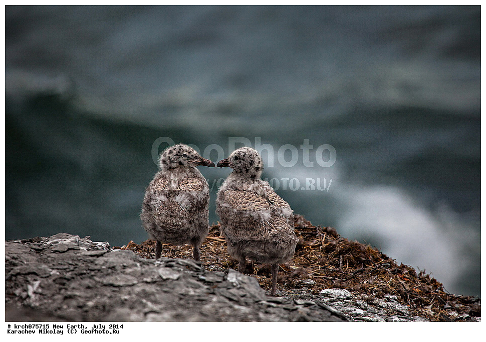 ����� �����, ����, �������, ����, ��������, ��������, ��������, �����������, ������� �����, ������� �����, XYZ, ��������, Laridae, ����������, Larus hyperboreus, ��������, ��������, ��������, �����������, ������� �����, ������� �����, XYZ, ��������, Laridae, ����������, Larus hyperboreus