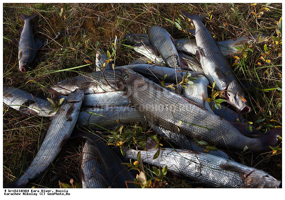 �������� ���������� �����, �����-�������� ���������� �����, ���������� ����, ���� ����, ������, ������, �������, ���������� �������, ��������� ���������� ������, ����, ������� ������