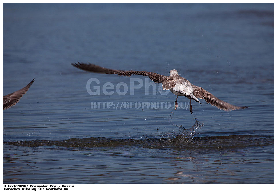 ������������� ����, ������ ����, ���������, �����, ������, ��������, ��������, �����, �����, ������� �����, ������� �����, �����, XYZ, ��������, Laridae, ����������������� �����, Larus michahellis