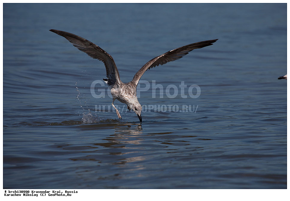 ������������� ����, ������ ����, ���������, �����, ������, ��������, ��������, �����, �����, ������� �����, ������� �����, �����, XYZ, ��������, Laridae, ����������������� �����, Larus michahellis