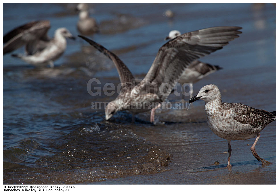 ������������� ����, ������ ����, ���������, �����, ������, ��������, ��������, �����, �����, ������� �����, ������� �����, �����, XYZ, ��������, Laridae, ����������������� �����, Larus michahellis