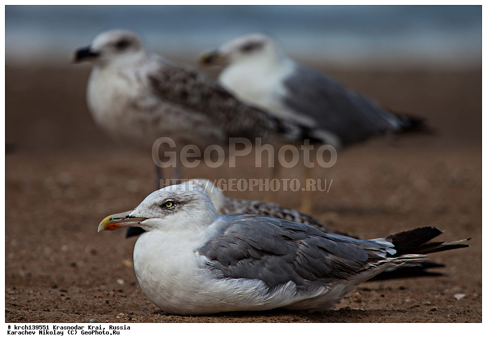 ������������� ����, ������ ����, ���������, �����, ������, ��������, ��������, �����, �����, ������� �����, ������� �����, �����, XYZ, ��������, Laridae, ����������������� �����, Larus michahellis