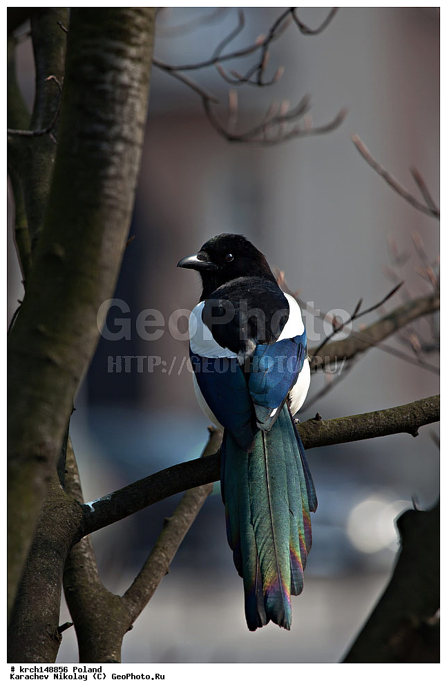 �������, ������, ��������, ��������, �����, �����, ��������, �����������, XYZ, ��������, ���������, Corvidae, Pica pica