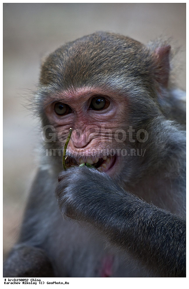 ���� �������, ������ �������, �����, ��������, ��������, �������������, �������������, �����, �����, XYZ, �����������, Cercopithecidae, �����-�����, ����������� ������, Macaca mulatta