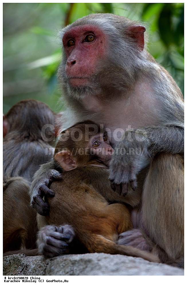���� �������, ������ �������, �����, ��������, ��������, �������������, �������������, �����, �����, XYZ, �����������, Cercopithecidae, �����-�����, ����������� ������, Macaca mulatta