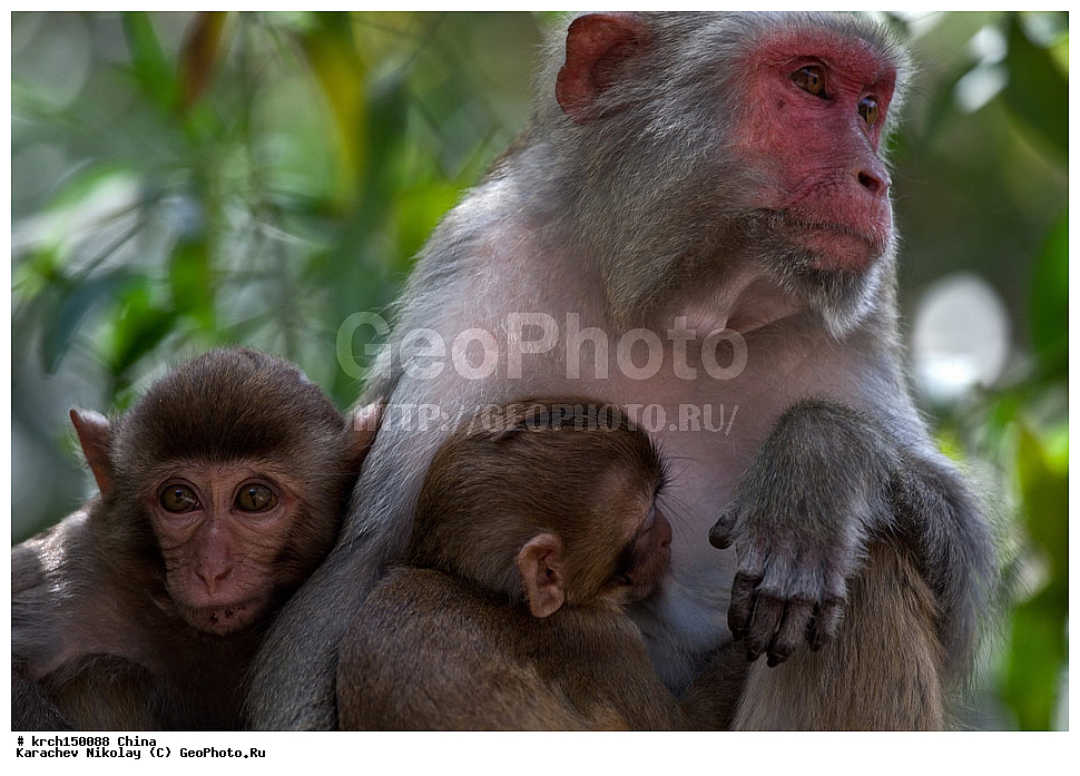 ���� �������, ������ �������, �����, ��������, ��������, �������������, �������������, �����, �����, XYZ, �����������, Cercopithecidae, �����-�����, ����������� ������, Macaca mulatta
