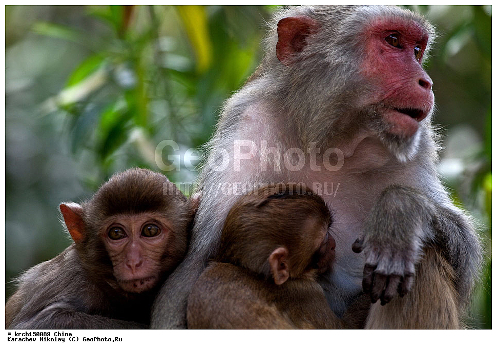 ���� �������, ������ �������, �����, ��������, ��������, �������������, �������������, �����, �����, XYZ, �����������, Cercopithecidae, �����-�����, ����������� ������, Macaca mulatta