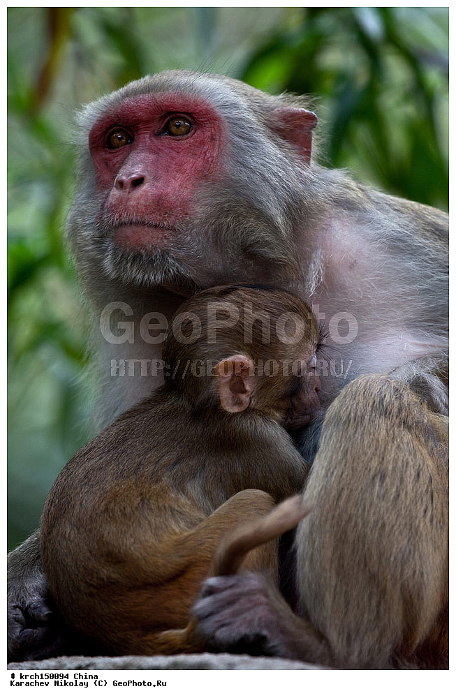 ���� �������, ������ �������, �����, ��������, ��������, �������������, �������������, �����, �����, XYZ, �����������, Cercopithecidae, �����-�����, ����������� ������, Macaca mulatta