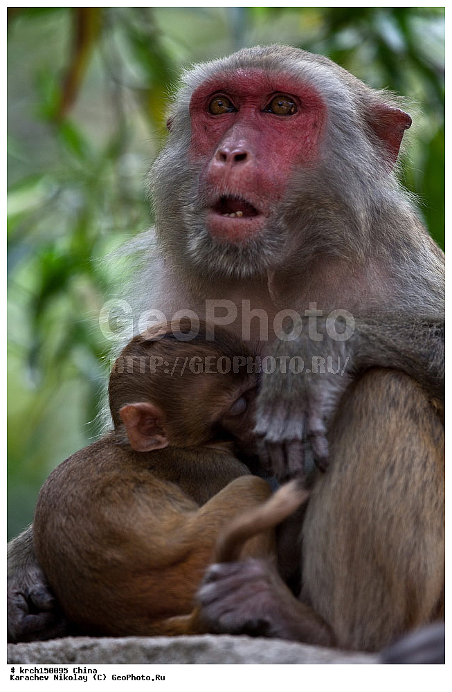 ���� �������, ������ �������, �����, ��������, ��������, �������������, �������������, �����, �����, XYZ, �����������, Cercopithecidae, �����-�����, ����������� ������, Macaca mulatta