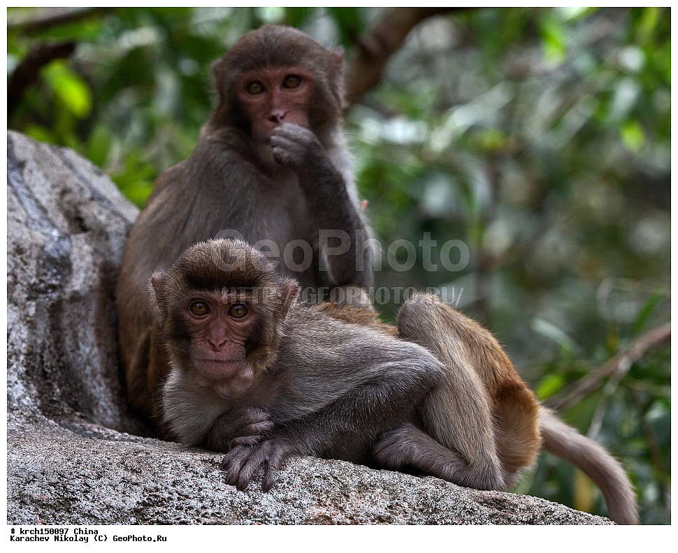 ���� �������, ������ �������, �����, ��������, ��������, �������������, �������������, �����, �����, XYZ, �����������, Cercopithecidae, �����-�����, ����������� ������, Macaca mulatta