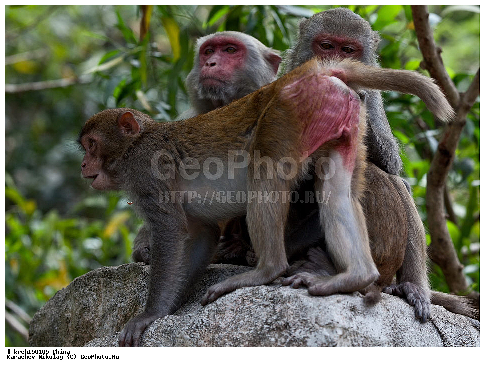 ���� �������, ������ �������, �����, ��������, ��������, �������������, �������������, �����, �����, XYZ, �����������, Cercopithecidae, �����-�����, ����������� ������, Macaca mulatta