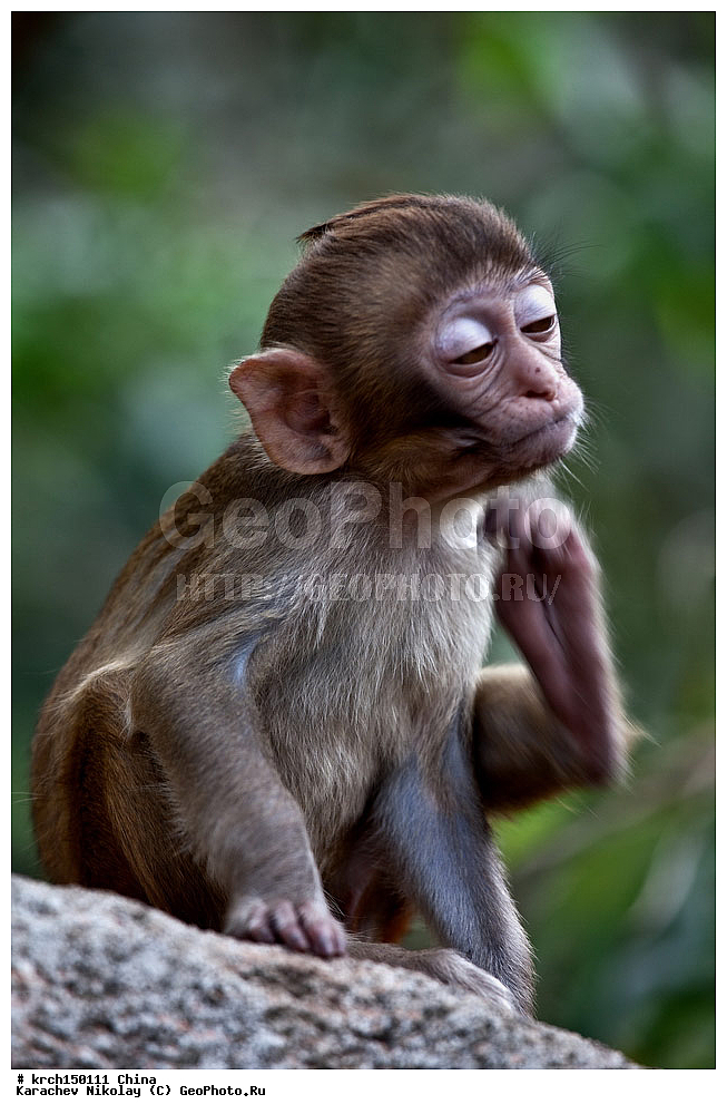 ���� �������, ������ �������, �����, ��������, ��������, �������������, �������������, �����, �����, XYZ, �����������, Cercopithecidae, �����-�����, ����������� ������, Macaca mulatta