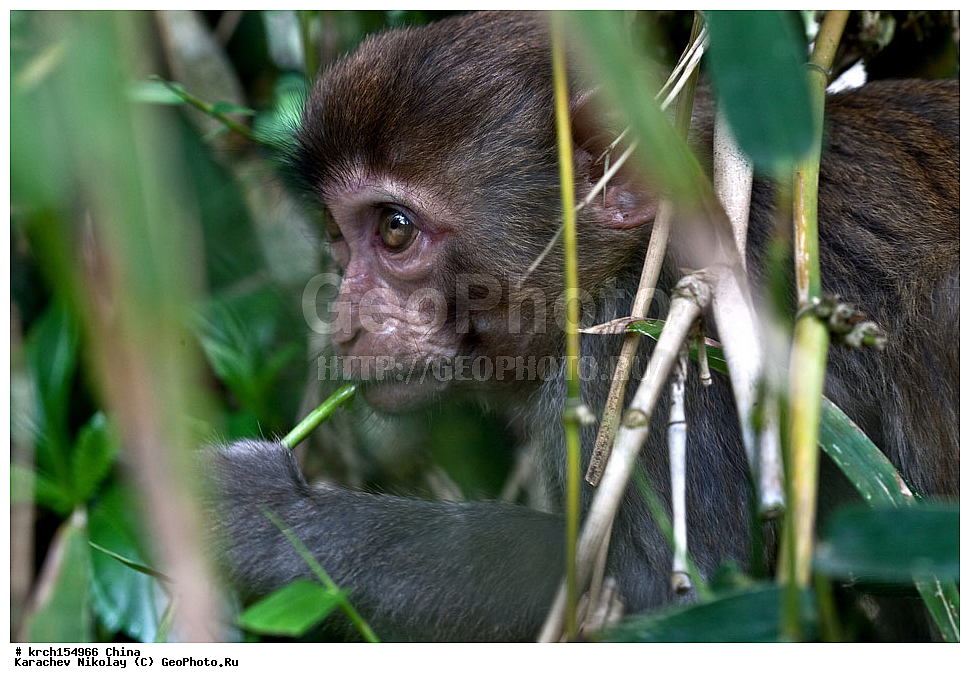 ���� �������, ������ �������, �����, ��������, ��������, �������������, �������������, �����, �����, XYZ, �����������, Cercopithecidae, �����-�����, ����������� ������, Macaca mulatta