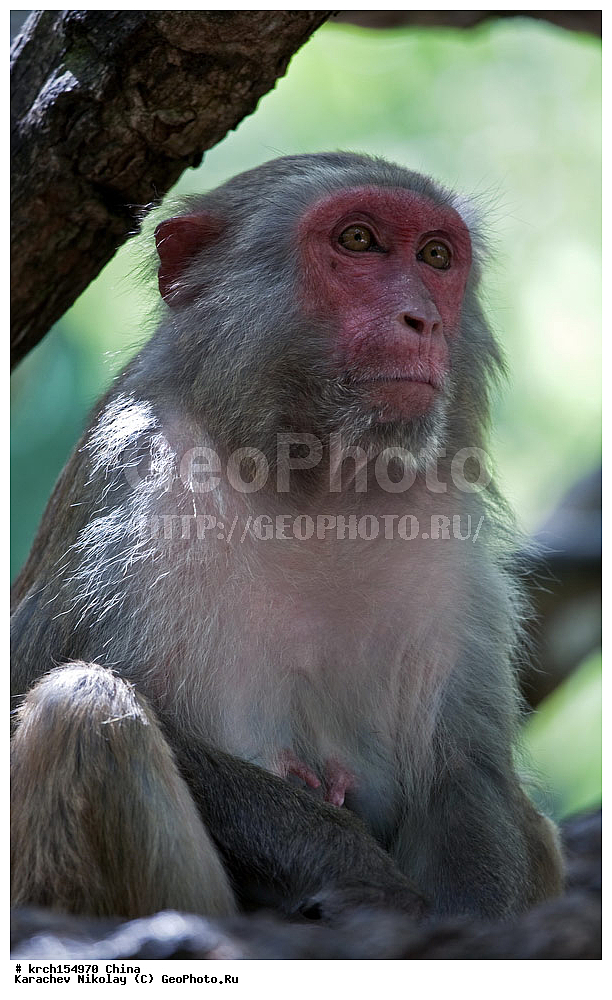 ���� �������, ������ �������, �����, ��������, ��������, �������������, �������������, �����, �����, XYZ, �����������, Cercopithecidae, �����-�����, ����������� ������, Macaca mulatta