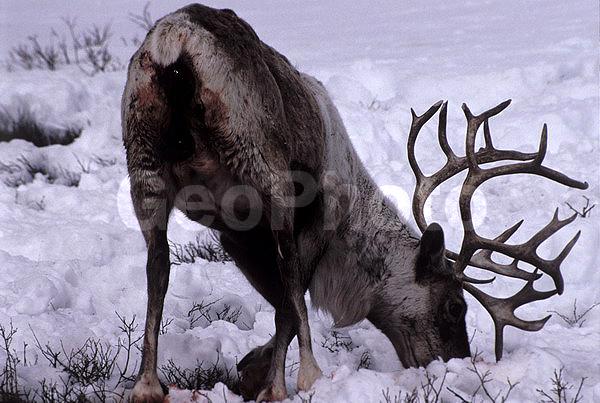 ��������, �������, �������, ��������, �����, ����, �����, ��������, ��������, �������������, �������������, �����, �����, XYZ,��������, ������, Cervidae, �������� �����, ������, Rangifer tarandus