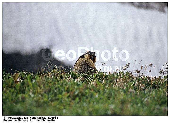 ��������, ������, ������, ��������, �����, ����, �����, ��������, �����, ��������, ��������, �������������, �������������, �����, �����, �������, XYZ, �������, Sciuridae, ������������� �����, ���������� �����, ��������� �����, Marmota camtschatica, ��������, ��������, �������������, �������������, �����, �����, �������, XYZ, �������, Sciuridae, ������������� �����, ���������� �����, ��������� �����, Marmota camtschatica
