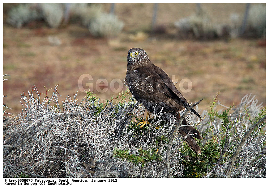 ���������, ��� ��������, ������ �����, ���������, ����� �������, �����, ������, ���������, ��������, ��������, �����, �����, ��������, �����������, ������ �����, ������ �����, XYZ, ����������, Accipitridae, ����� ����, Circus cinereus