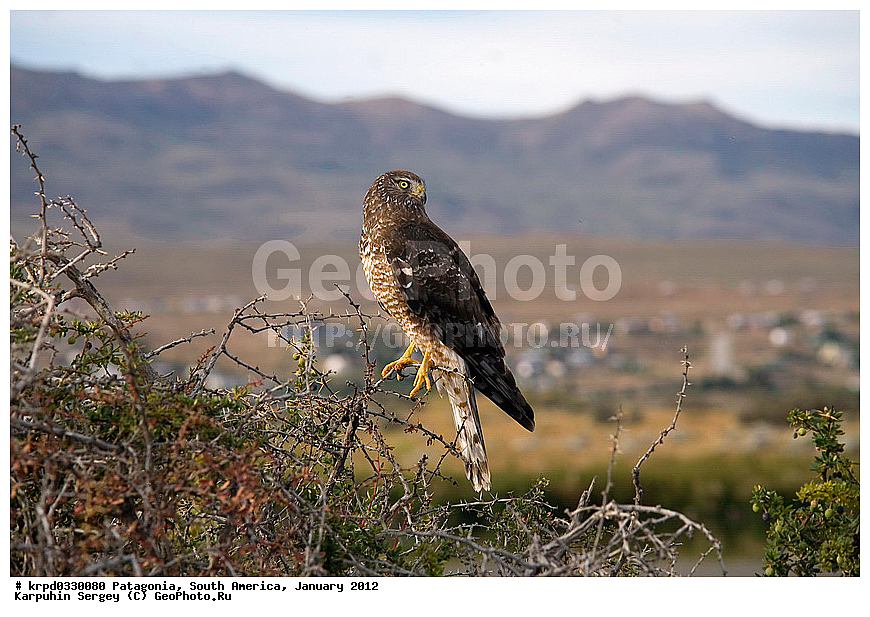 ���������, ��� ��������, ������ �����, ���������, ����� �������, �����, ������, ���������, ��������, ��������, �����, �����, ��������, �����������, ������ �����, ������ �����, XYZ, ����������, Accipitridae, ����� ����, Circus cinereus