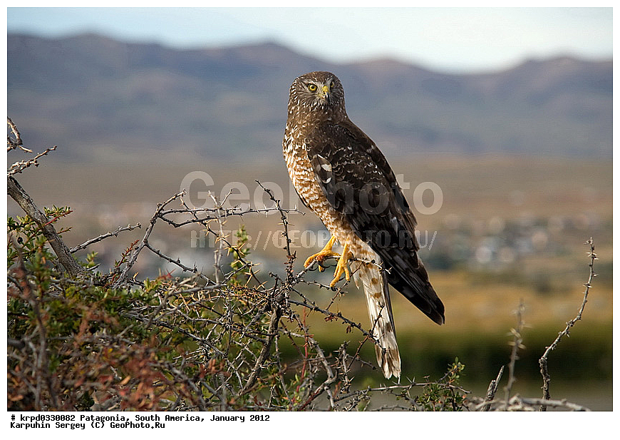 ���������, ��� ��������, ������ �����, ���������, ����� �������, �����, ������, ���������, ��������, ��������, �����, �����, ��������, �����������, ������ �����, ������ �����, XYZ, ����������, Accipitridae, ����� ����, Circus cinereus