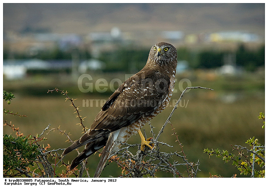 ���������, ��� ��������, ������ �����, ���������, ����� �������, �����, ������, ���������, ��������, ��������, �����, �����, ��������, �����������, ������ �����, ������ �����, XYZ, ����������, Accipitridae, ����� ����, Circus cinereus