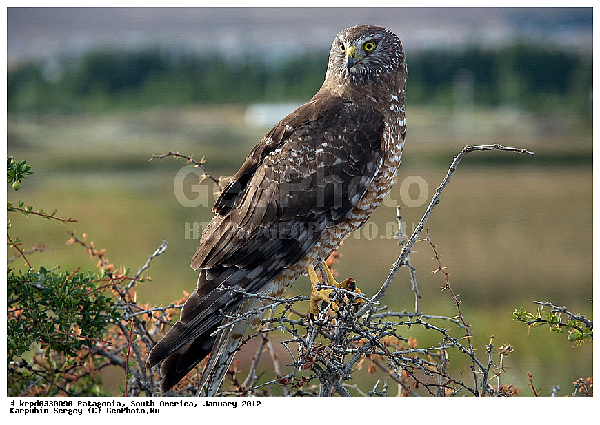 ���������, ��� ��������, ������ �����, ���������, ����� �������, �����, ������, ���������, ��������, ��������, �����, �����, ��������, �����������, ������ �����, ������ �����, XYZ, ����������, Accipitridae, ����� ����, Circus cinereus