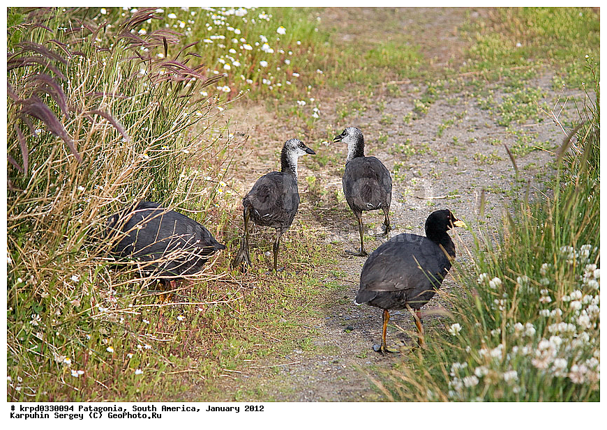 ���������, ��� ��������, ������ �����, ���������, ����� �������, �����, �����, �������������, ���������, ��������, ��������, �����, �����, ��������, �����������, XYZ, �����������, Rallidae, ����������� ������, Fulica armillata