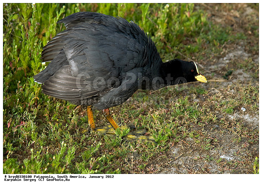 ���������, ��� ��������, ������ �����, ���������, ����� �������, �����, �������������, ���������, ��������, ��������, �����, �����, ��������, �����������, XYZ, �����������, Rallidae, ����������� ������, Fulica armillata