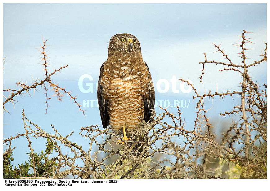 ���������, ��� ��������, ������ �����, ���������, ����� �������, �����, ������, ���������, ��������, ��������, �����, �����, ��������, �����������, ������ �����, ������ �����, XYZ, ����������, Accipitridae, ����� ����, Circus cinereus