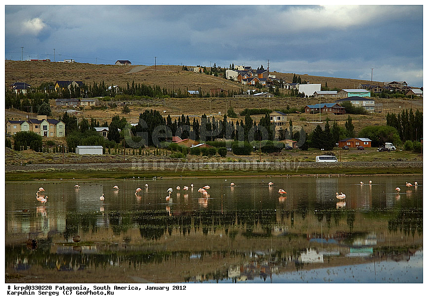 ���������, ��� ��������, ���������, ����� �������, ������, �����, ����, �����, ��������, ���������, ��������, ��������, �����, �����, ��������, �����������, XYZ, �����������, Phoenicopteridae, ��������� ��������, Phoenicopterus chilensis