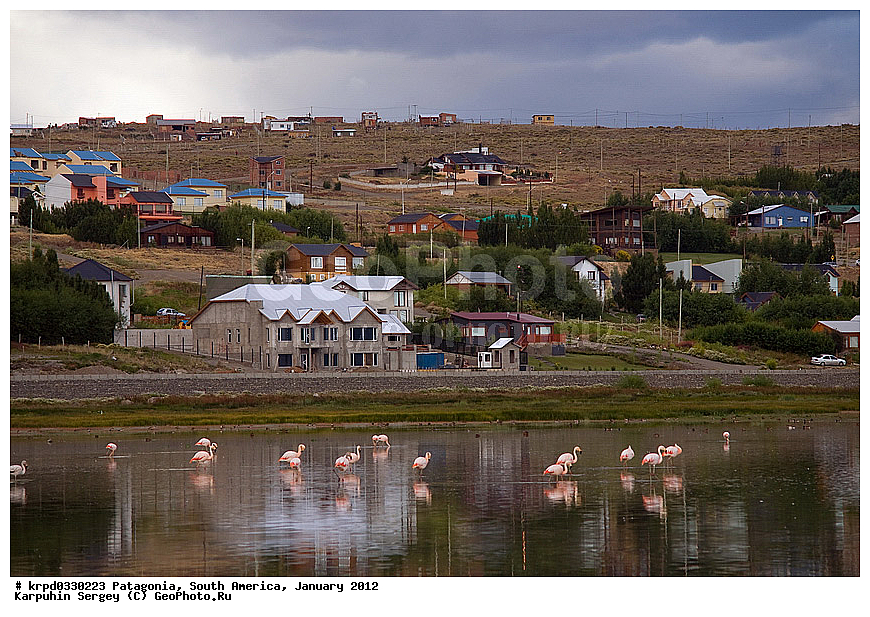 ���������, ��� ��������, ���������, ����� �������, ������, �����, ����, �����, ��������, ���������, ��������, ��������, �����, �����, ��������, �����������, XYZ, �����������, Phoenicopteridae, ��������� ��������, Phoenicopterus chilensis