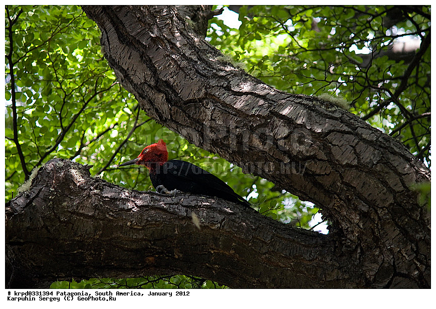 ���������, ������������ ����, ��� ���������, ���������, ����� �������, ���, ������, �����