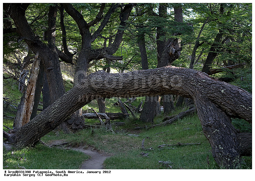 ���������, ������������ ����, ��� ���������, ���������, ����� �������, ���, �������