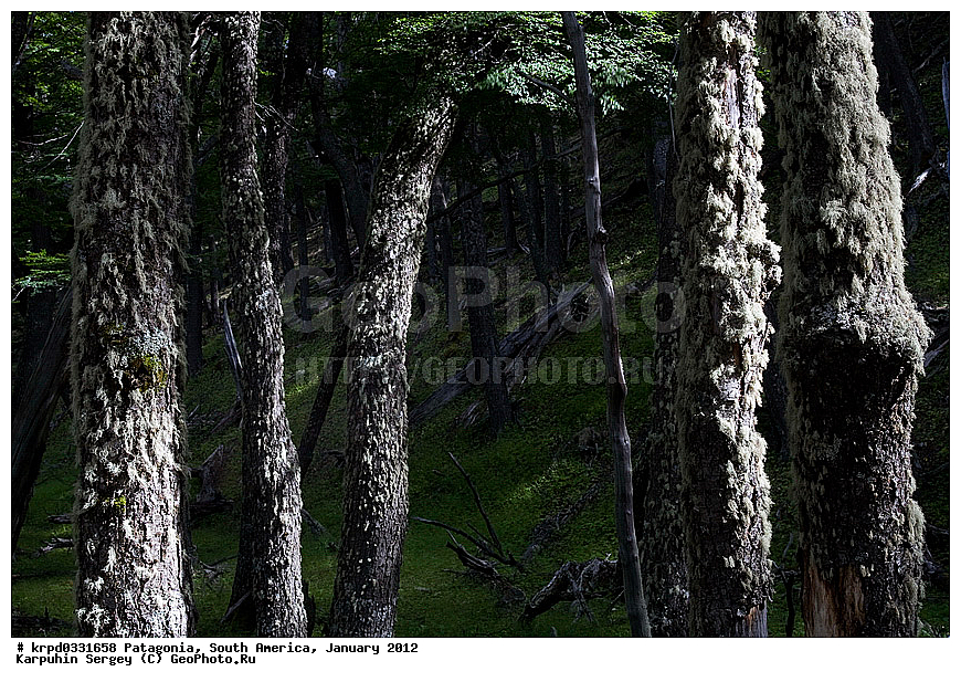 ���������, ������������ ����, ��� ���������, ���������, ����� �������, ���, �������