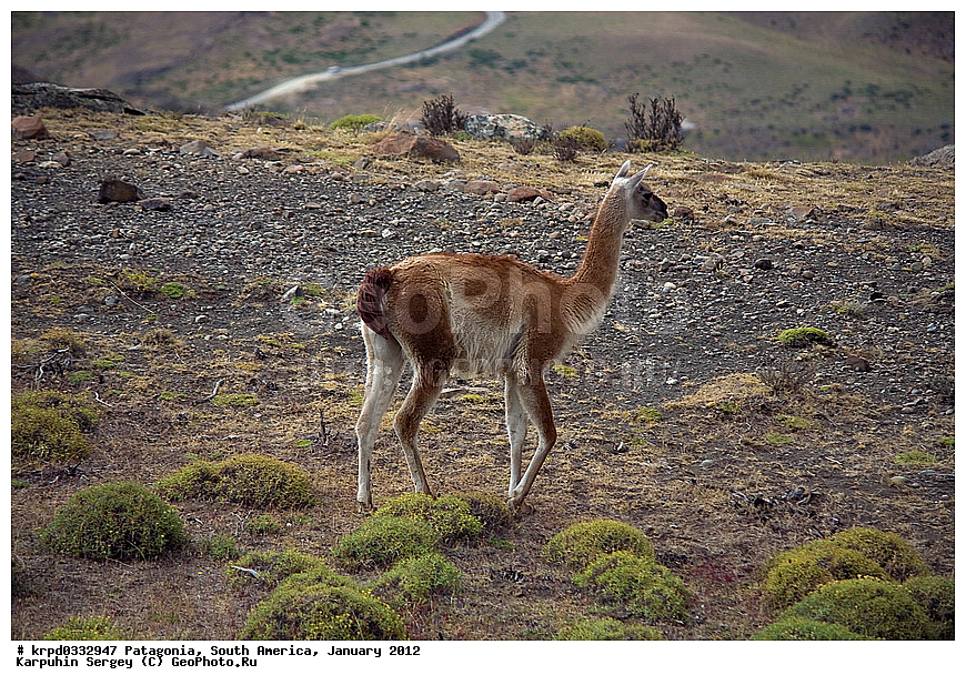 ����, ������������ ����, ������ ���� �����, ���������, ����� �������, ��������, �������, ��������, ��������, �������������, �������������, �����, �����, XYZ, �����������, Camelidae, �������, Lama guanicoe