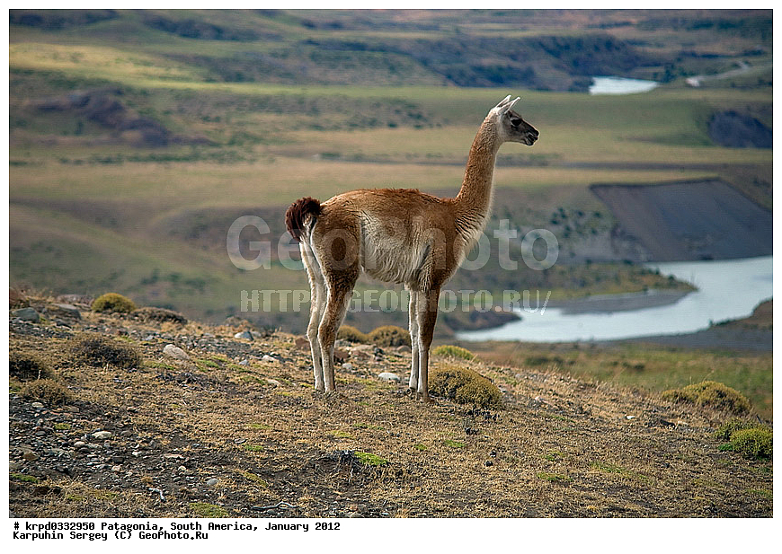 ����, ������������ ����, ������ ���� �����, ���������, ����� �������, ��������, �������, ��������, ��������, �������������, �������������, �����, �����, XYZ, �����������, Camelidae, �������, Lama guanicoe