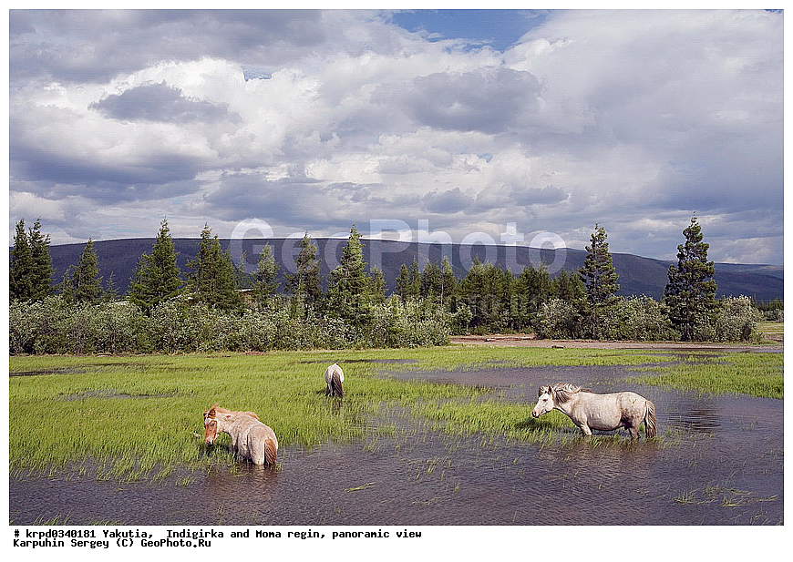 ������, ������, ���������� ����, ������� �����, ������ ����(����), ������, �������, ����, ������, ��������, ��������, �������������, �������������, �����, �����, XYZ, ���������, Equidae, �������� ������, Equus ferus caballus, ��������, ��������, �������������, �������������, �����, �����, XYZ, ���������, Equidae, �������� ������, Equus ferus caballus