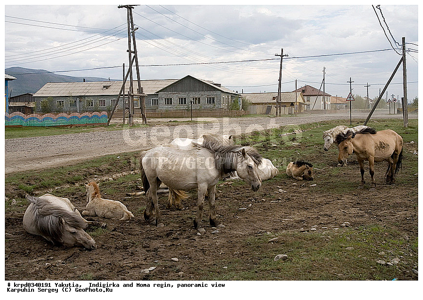 ������, ������, ���������� ����, ������� �����, ������ ����(����), ������, �������, ������, �������, �������, ��������, ��������, �������������, �������������, �����, �����, XYZ, ���������, Equidae, �������� ������, Equus ferus caballus, ��������, ��������, �������������, �������������, �����, �����, XYZ, ���������, Equidae, �������� ������, Equus ferus caballus