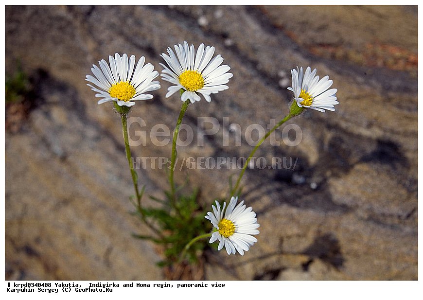 ������, ������, ���������� ����, ������� �����, ���� ����, ������ ������, �����, ���, ���, ����, ����