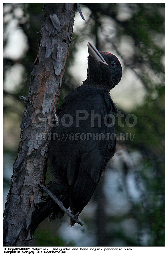 ������, ������, ���������� ����, ������� �����, ���� ����, ������� ������� ������, ������-�����, ������, �����, �����, ��������, ��������, �����, �����, ��������, �����������, XYZ, ��������, �����, ��������� ��������, Picidae, �����, ׸���� �����, ������ �����, Dryocopus martius