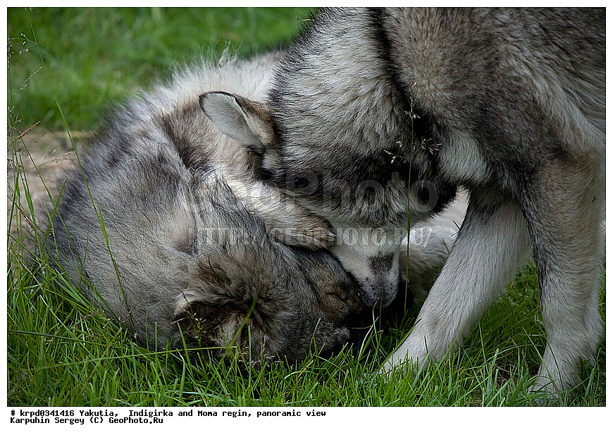 ������, ������, ���������� ����, ������� �����, ���� ����, ������� ������� ������, ����� �����, �����, ������, ����, ��������, ��������, �������������, �������������, �����, �����, �������, ������, XYZ, ������, �������, ������, Canidae, ������, Canis lupus familiaris, Canis familiaris