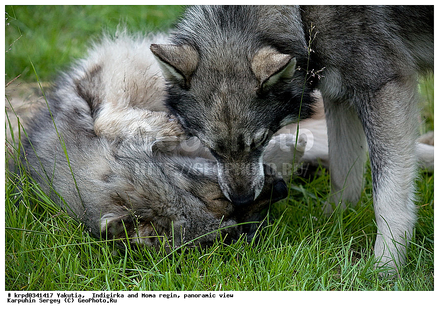 ������, ������, ���������� ����, ������� �����, ���� ����, ������� ������� ������, ����� �����, �����, ������, ����, ��������, ��������, �������������, �������������, �����, �����, �������, ������, XYZ, ������, �������, ������, Canidae, ������, Canis lupus familiaris, Canis familiaris