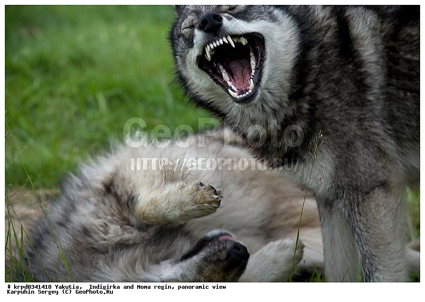 ������, ������, ���������� ����, ������� �����, ���� ����, ������� ������� ������, ����� �����, �����, ������, ����, ��������, ��������, �������������, �������������, �����, �����, �������, ������, XYZ, ������, �������, ������, Canidae, ������, Canis lupus familiaris, Canis familiaris