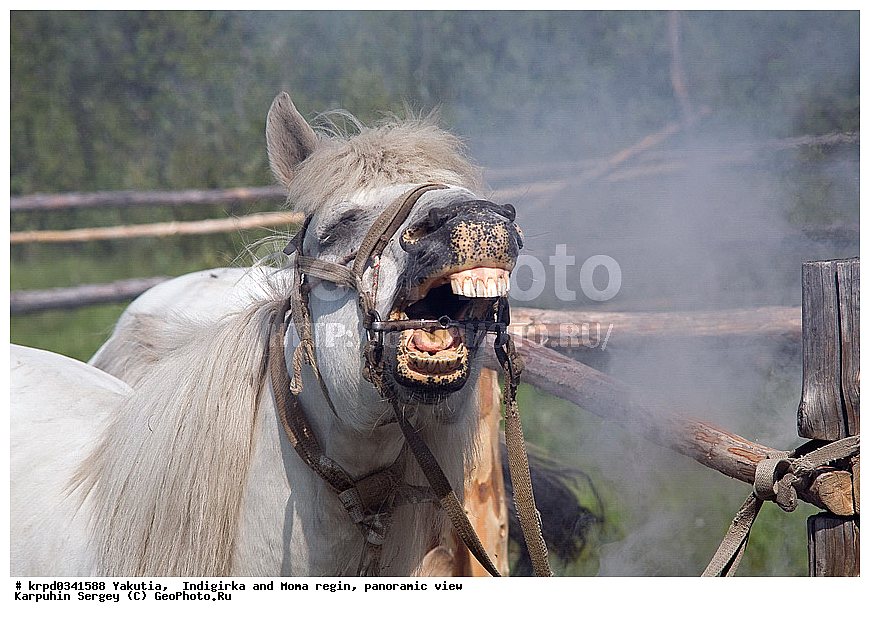 ������, ������, ���������� ����, ������� �����, ���� ����, ������� ������� ������, ����� �����, �����, ������, ���, ��������, �������, �����, ������, ��������, ��������, �������������, �������������, �����, �����, XYZ, ���������, Equidae, �������� ������, Equus ferus caballus